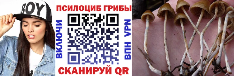 Галлюциногенные грибы Psilocybine cubensis  Горячий Ключ 