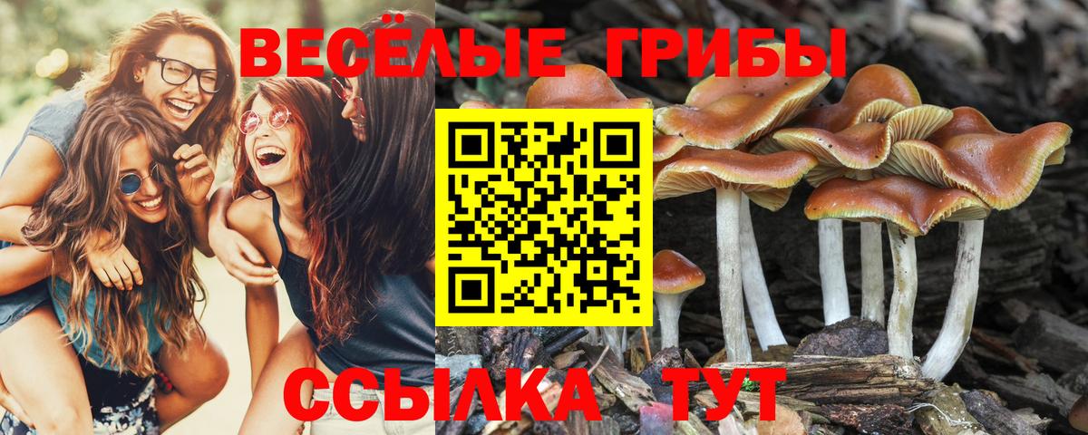 Псилоцибиновые грибы ЛСД  Горячий Ключ  Галлюциногенные грибы Magic Shrooms 